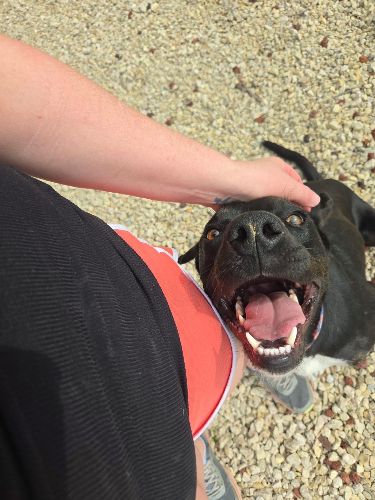 Enlarge Huxley, a ADOPTABLE mixed breed in Manhattan, KS image 6/6