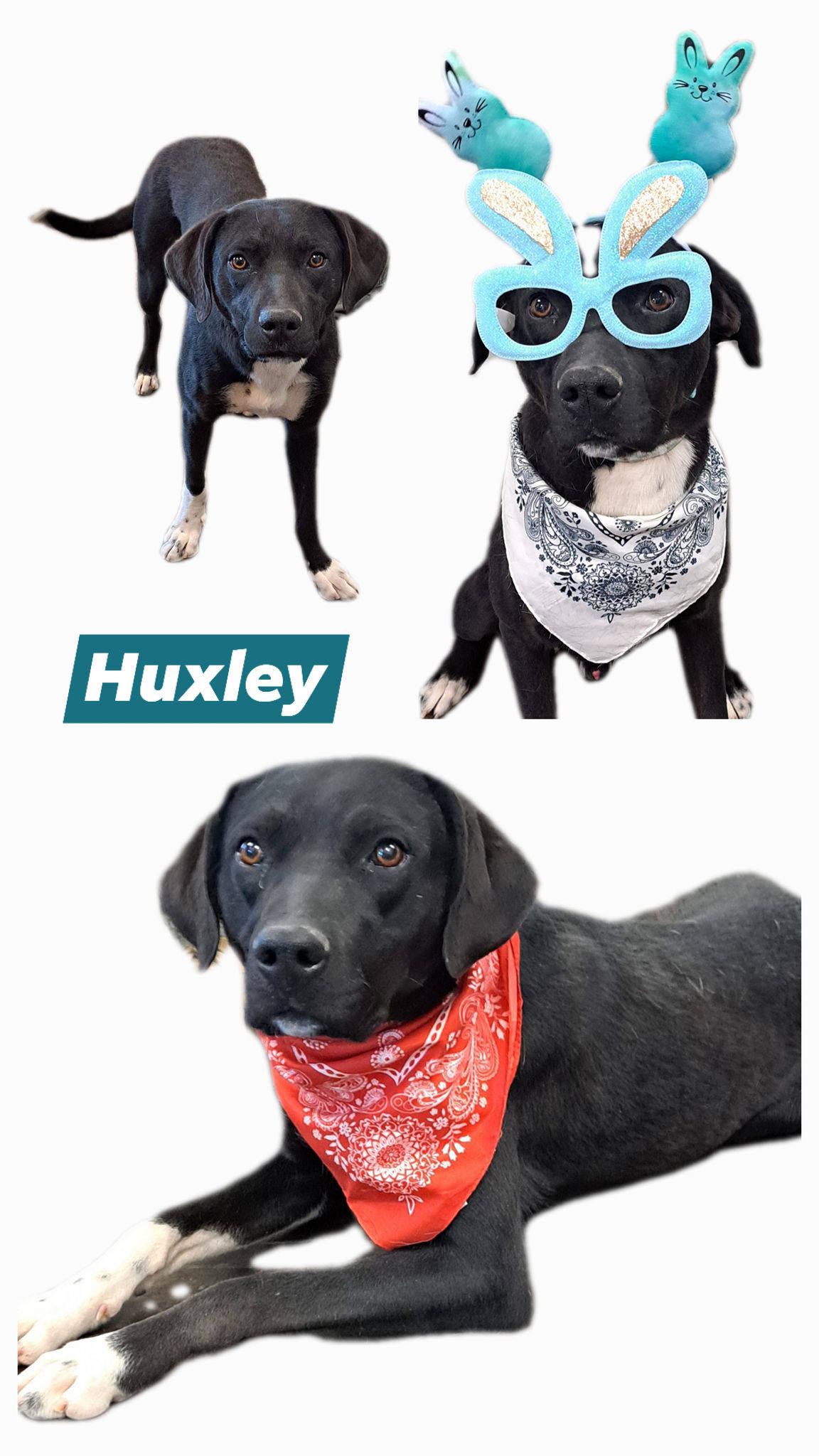 Enlarge Huxley, a ADOPTABLE mixed breed in Manhattan, KS image 2/6