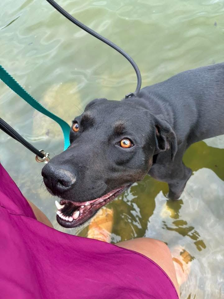 Enlarge Huxley, a ADOPTABLE mixed breed in Manhattan, KS image 4/6