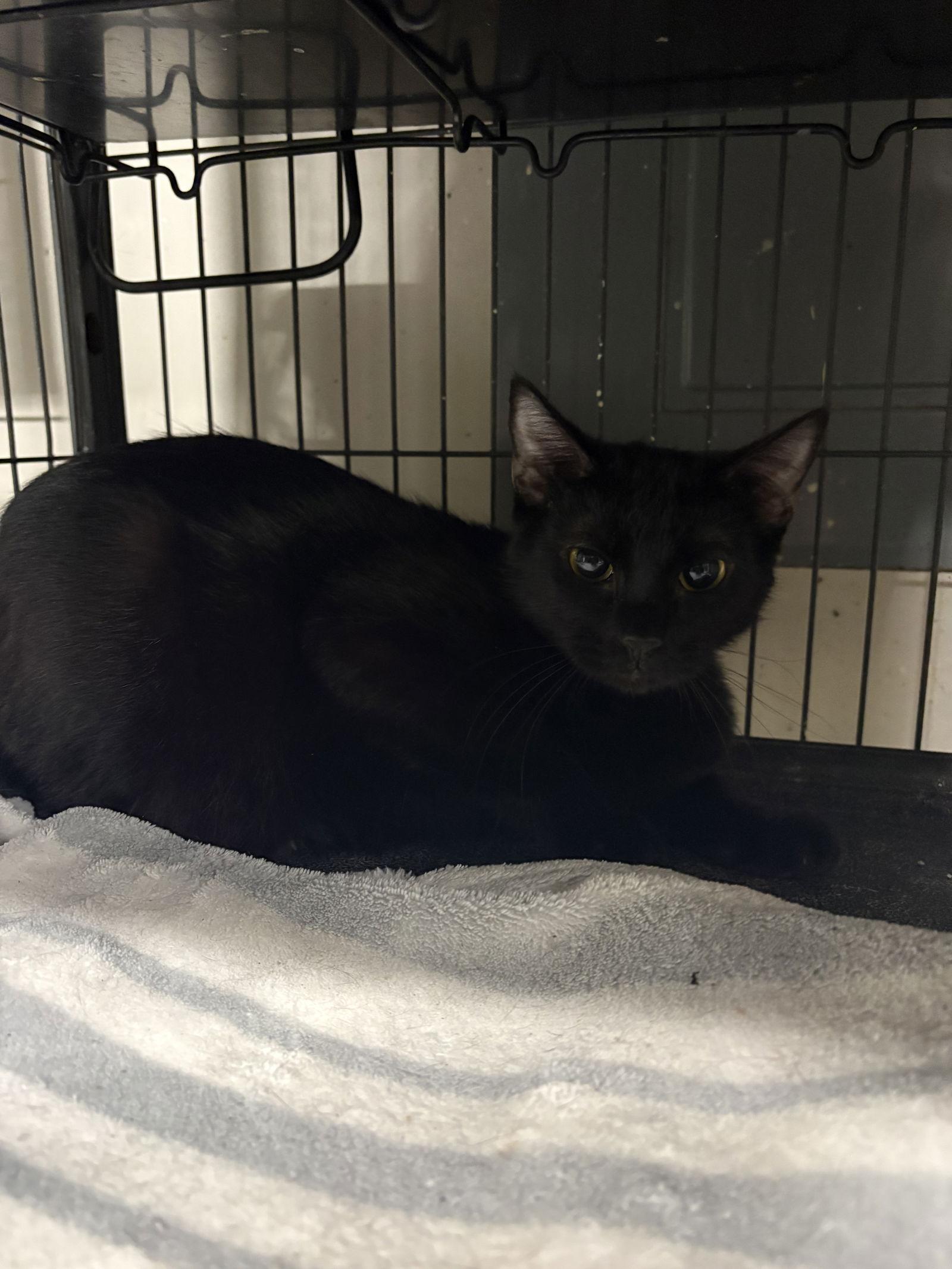 Velvet   (th), Adoptable, Young Female Domestic Short Hair.