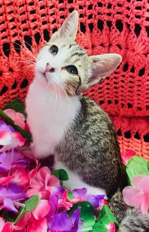 Suzie Q, a ADOPTABLE Domestic Short Hair in Colusa, CA image 6/6