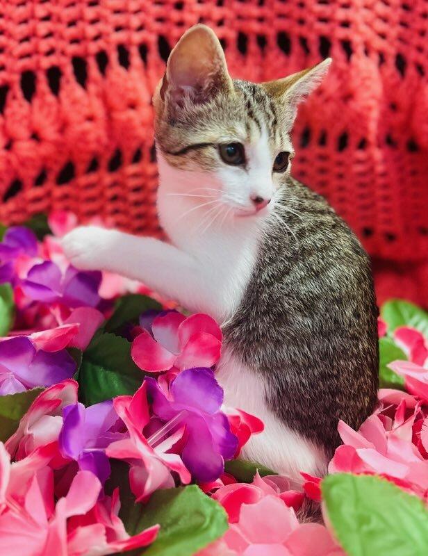 Suzie Q, a ADOPTABLE Domestic Short Hair in Colusa, CA image 2/6