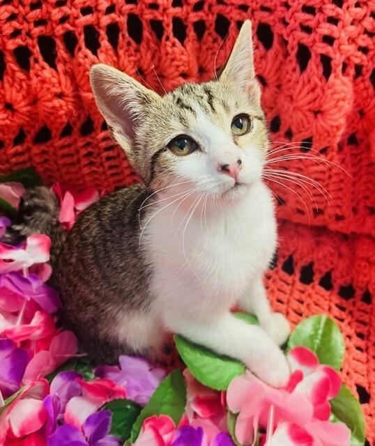 Suzie Q, a ADOPTABLE Domestic Short Hair in Colusa, CA image 1/6