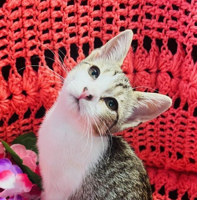 Suzie Q, a ADOPTABLE Domestic Short Hair in Colusa, CA image 4/6