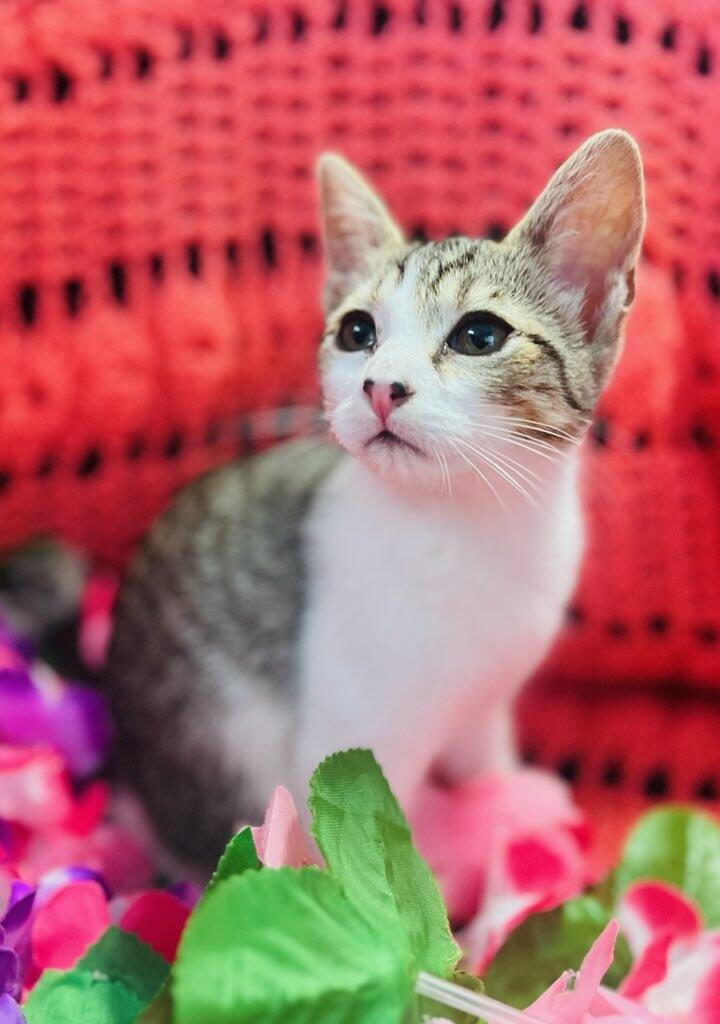 Suzie Q, a ADOPTABLE Domestic Short Hair in Colusa, CA image 5/6