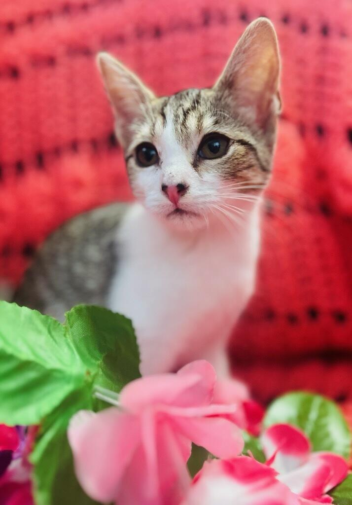 Suzie Q, a ADOPTABLE Domestic Short Hair in Colusa, CA image 3/6