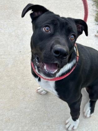 Tinsel — thumbnail 4