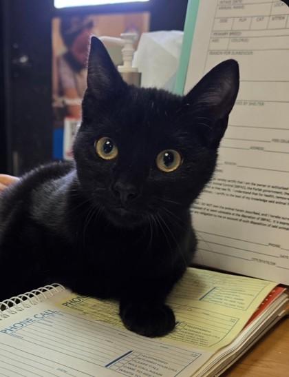 Frank, Adoptable, Adult Male Domestic Short Hair & Domestic Short Hair.