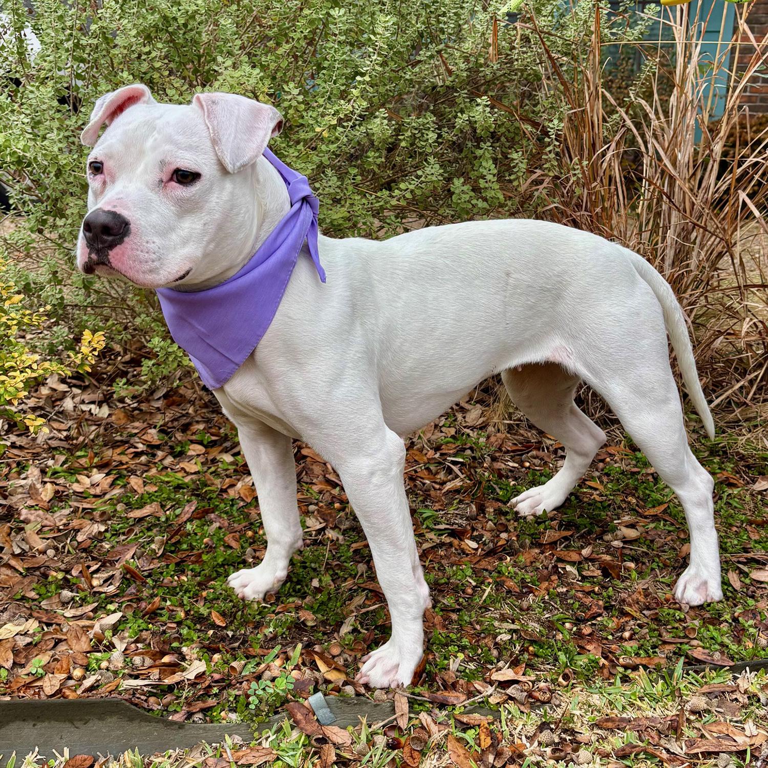 Enlarge Playful PINKY - Very Cute & Loving Deaf Girl, a Adoptable mixed breed in Harrisburg, PA image 5/6