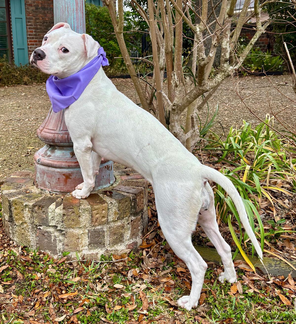 Enlarge Playful PINKY - Very Cute & Loving Deaf Girl, a Adoptable mixed breed in Harrisburg, PA image 4/6