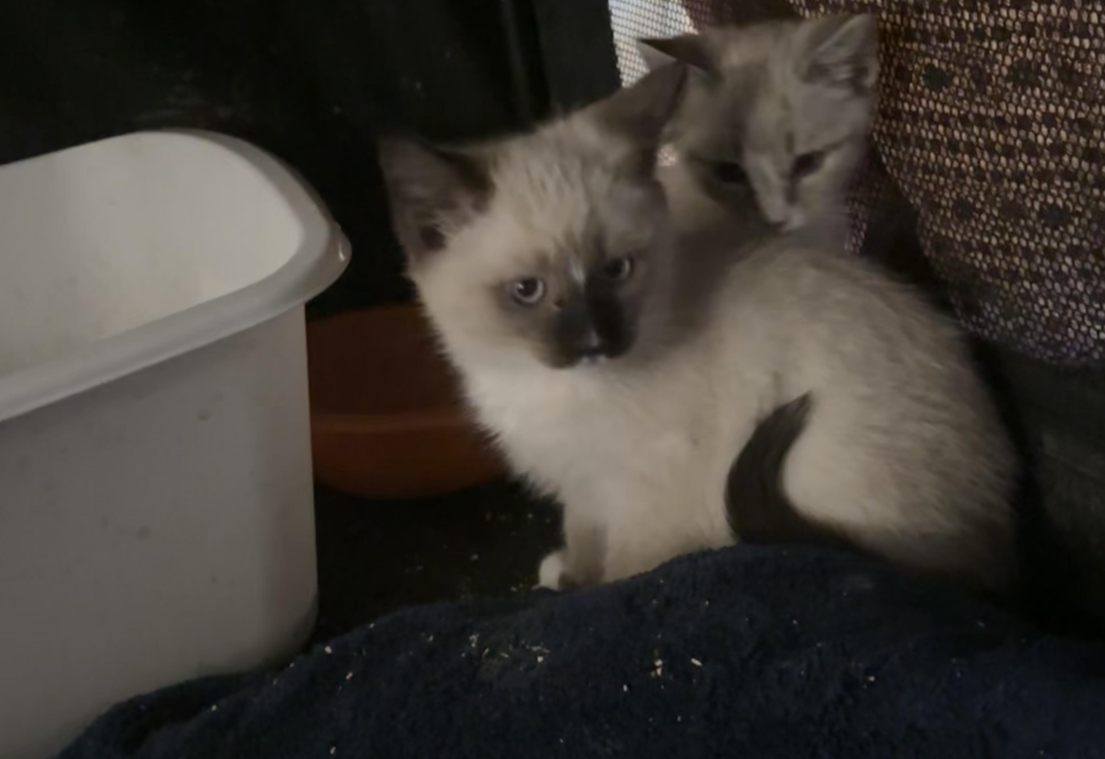Tashi (fortunate), adopted, Kitten Male Snowshoe & Himalayan.