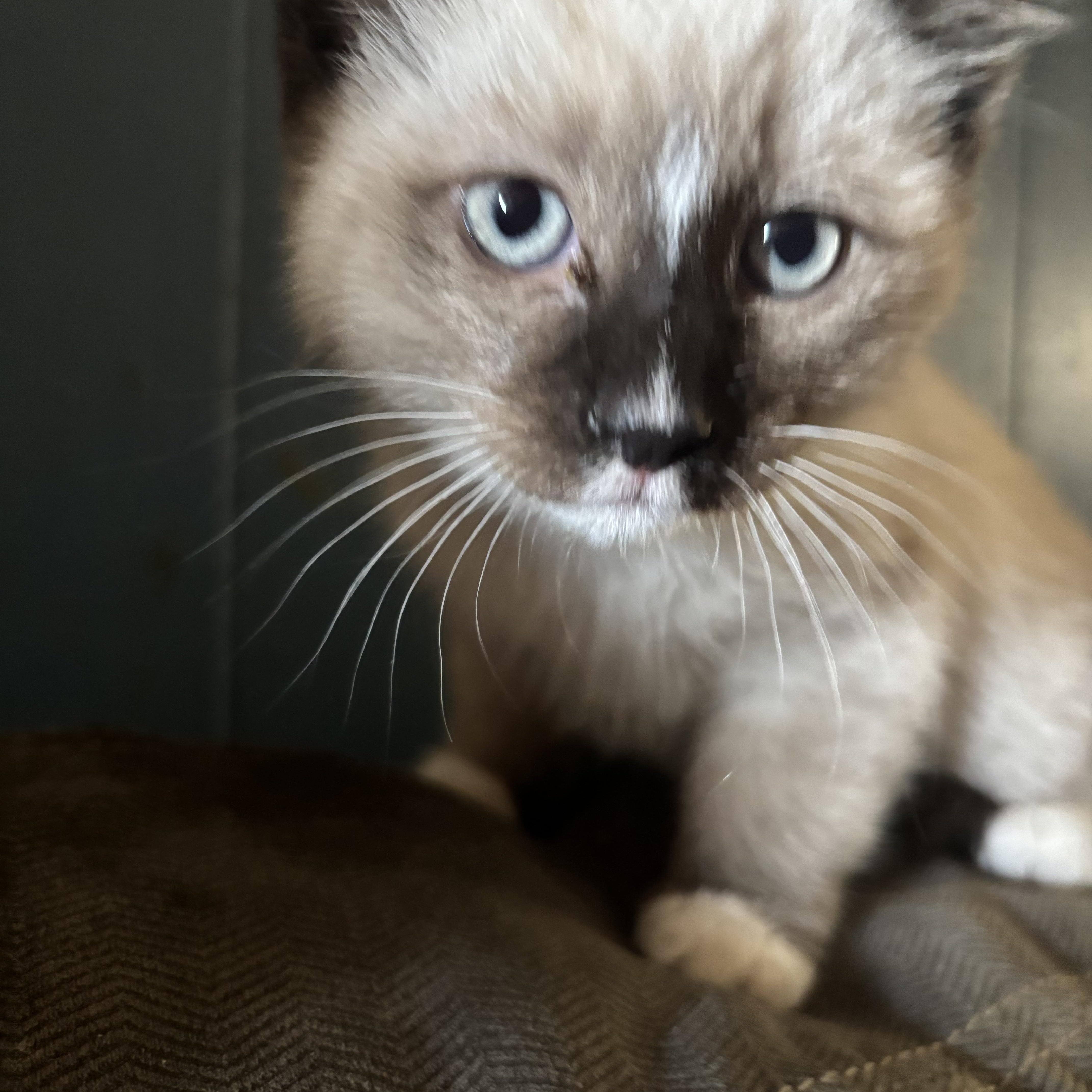 Enlarge Tashi (fortunate), an adopted mixed breed in Lancaster, CA image 2/5