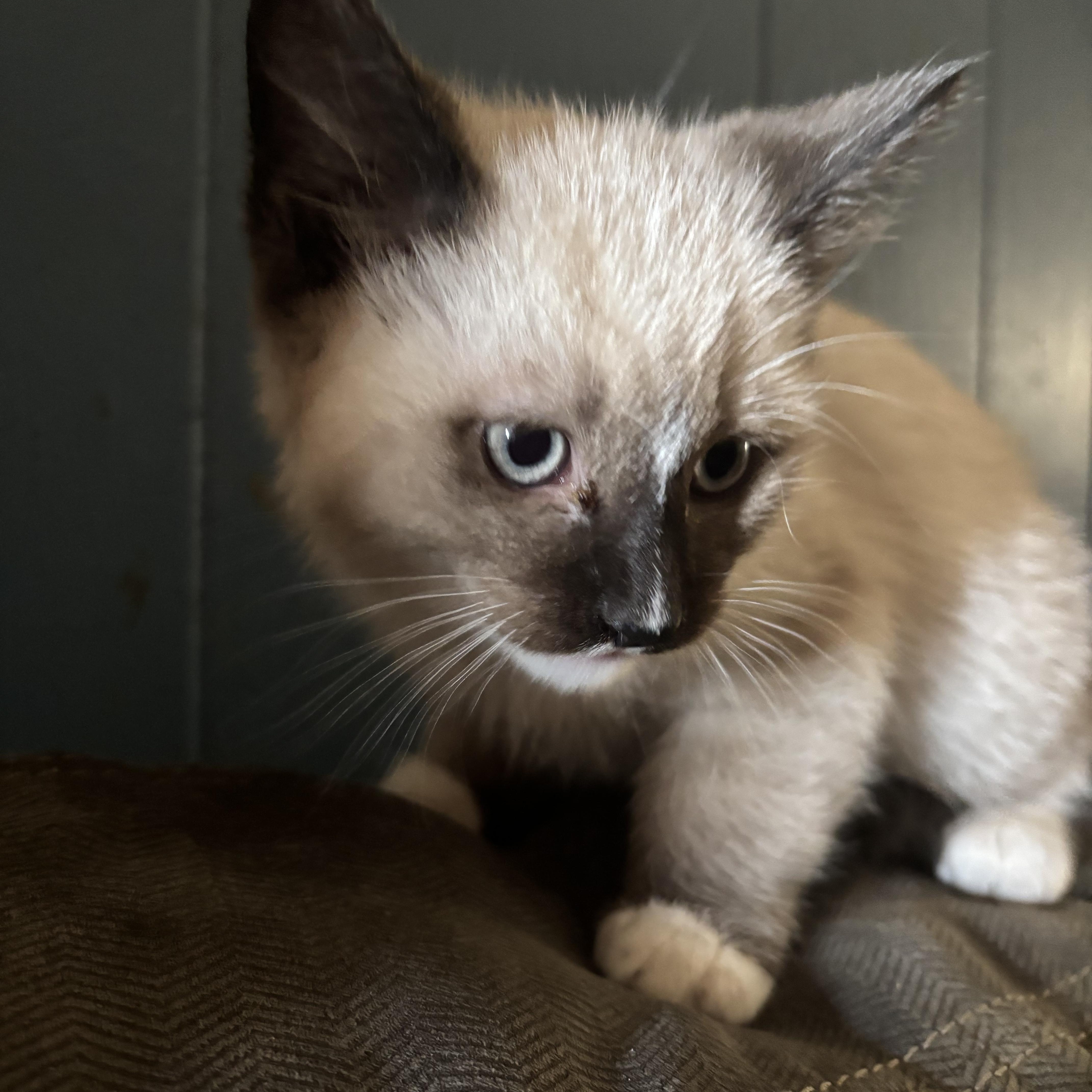Enlarge Tashi (fortunate), an adopted mixed breed in Lancaster, CA image 3/5