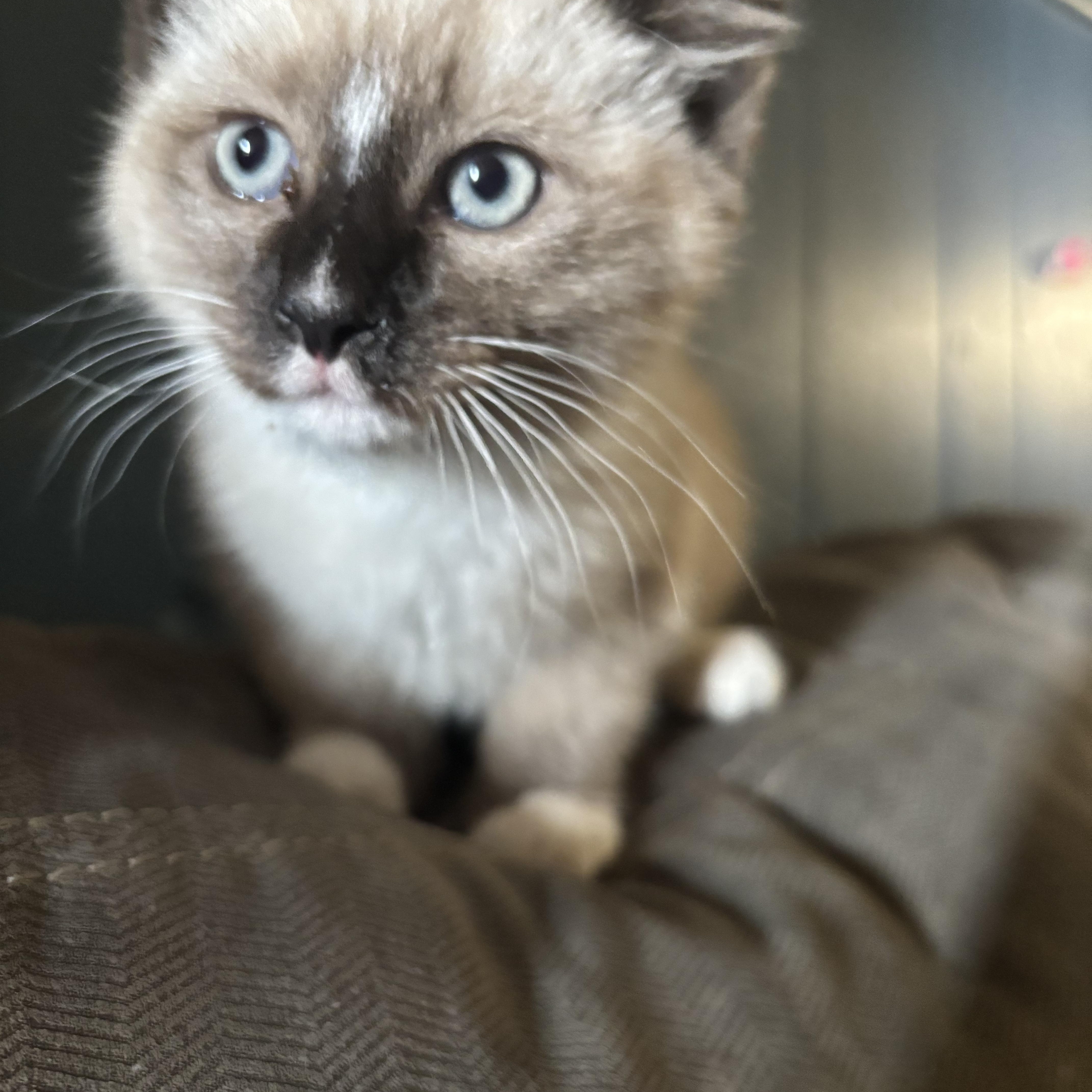 Enlarge Tashi (fortunate), an adopted mixed breed in Lancaster, CA image 4/5