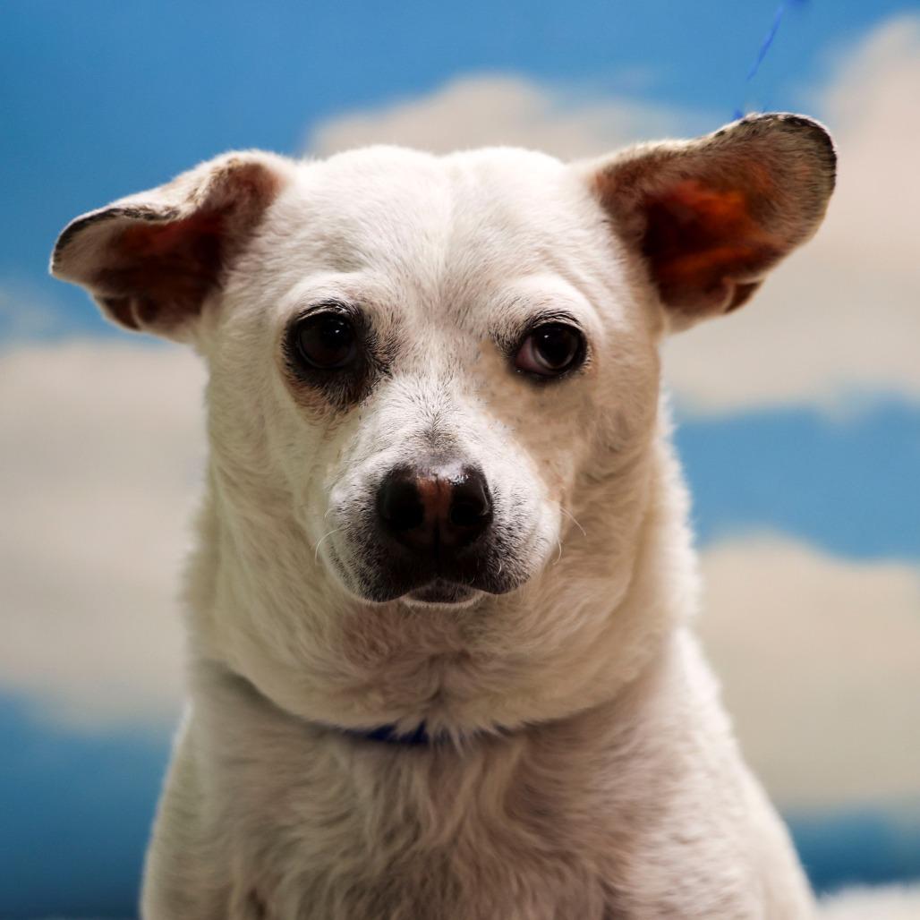Grady, Adoptable, Senior Male Chihuahua & Mixed Breed.