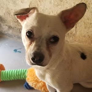 Grady, a Adoptable mixed breed in Casa Grande, AZ image 2/4