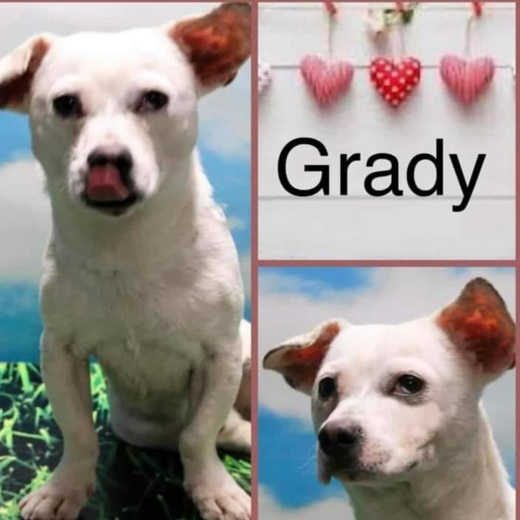 Grady, a Adoptable mixed breed in Casa Grande, AZ image 3/4