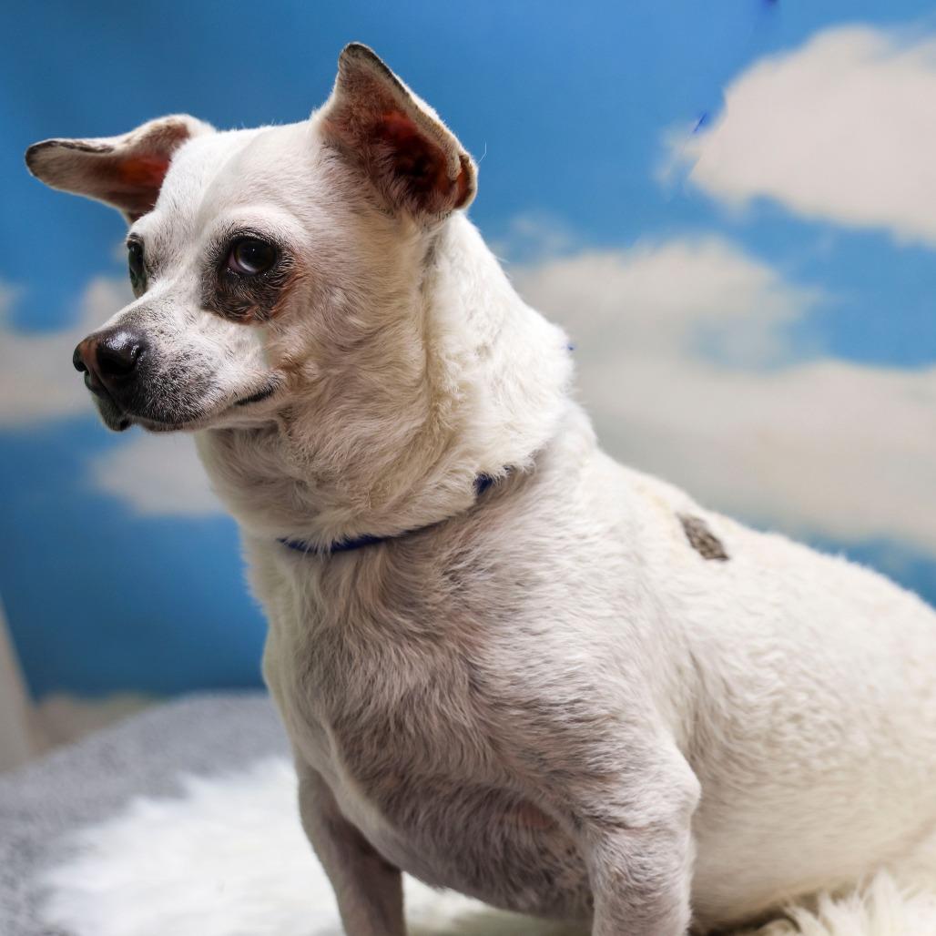 Grady, a Adoptable mixed breed in Casa Grande, AZ image 4/4