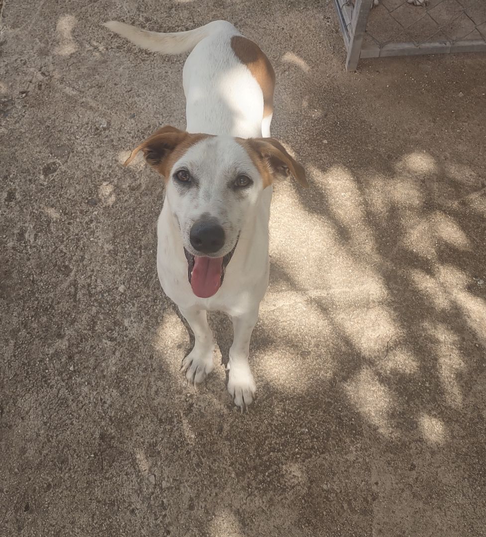 Lita (NJ), adoptable, Adult Female Mixed Breed.