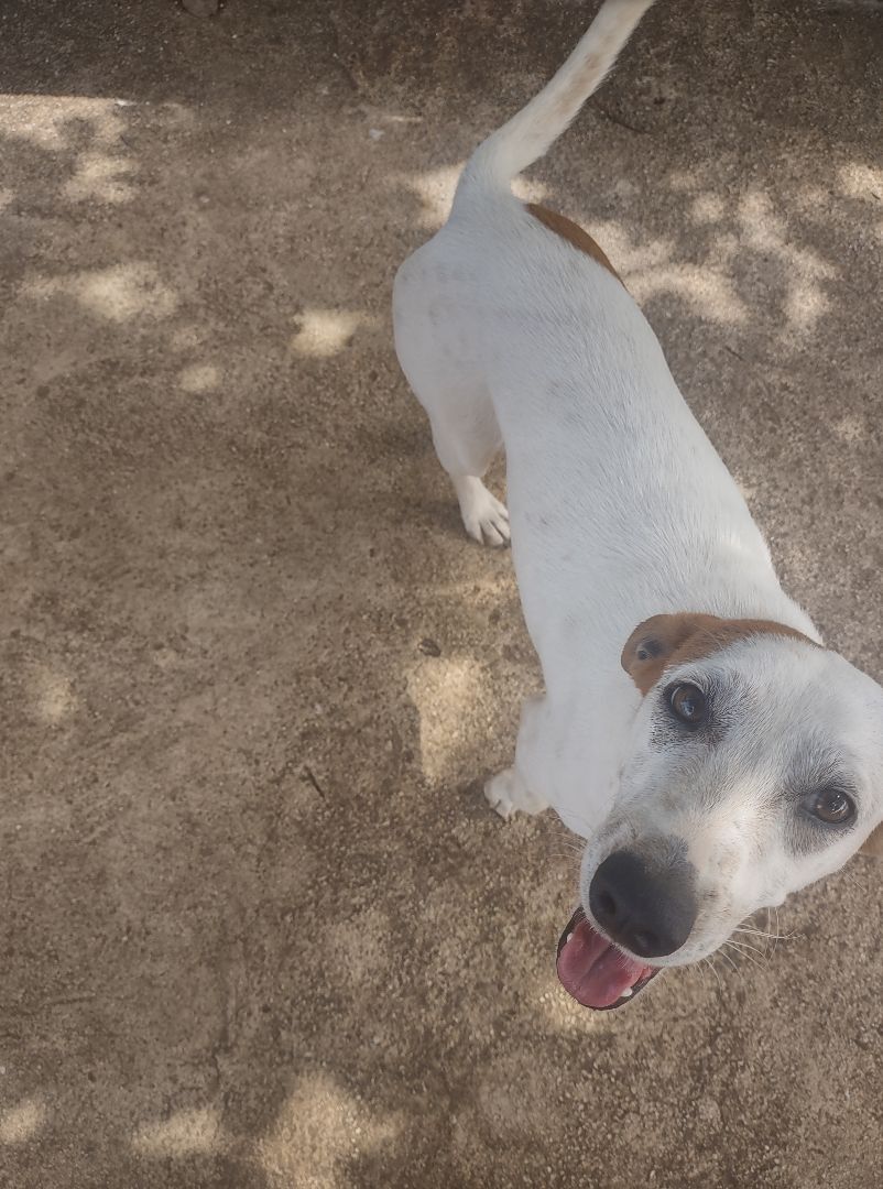 Enlarge Lita (NJ), an adoptable mixed breed in Morristown, NJ image 6/6