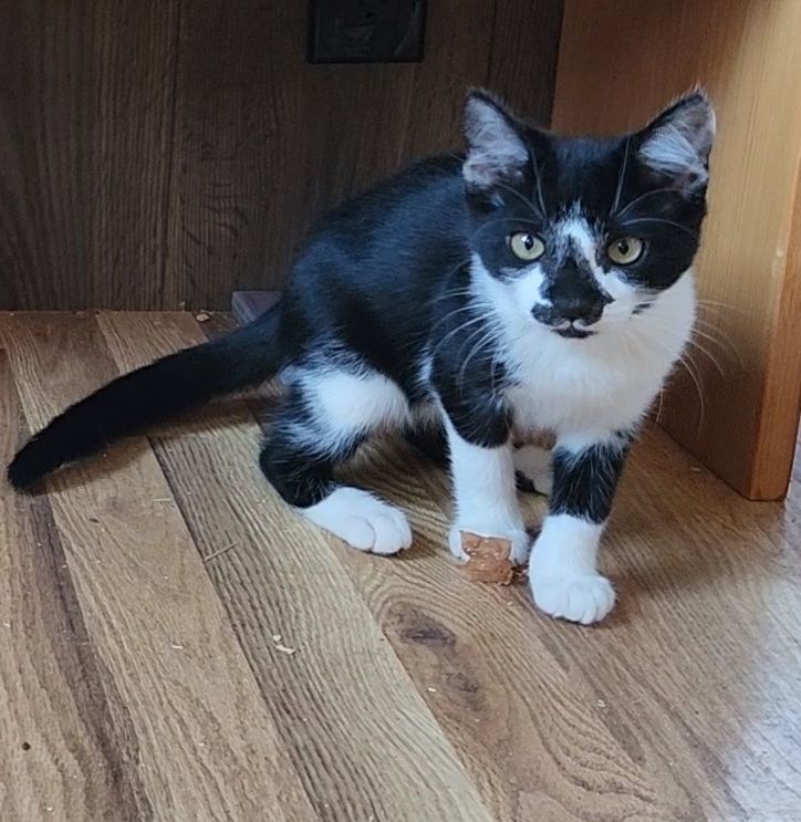 Little My, adoptable, Adult Female Domestic Short Hair.