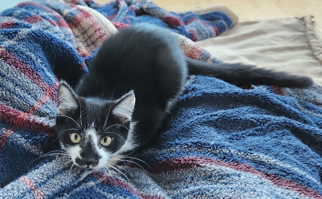 Little My, an adoptable mixed breed in coffeyville , KS image 2/5