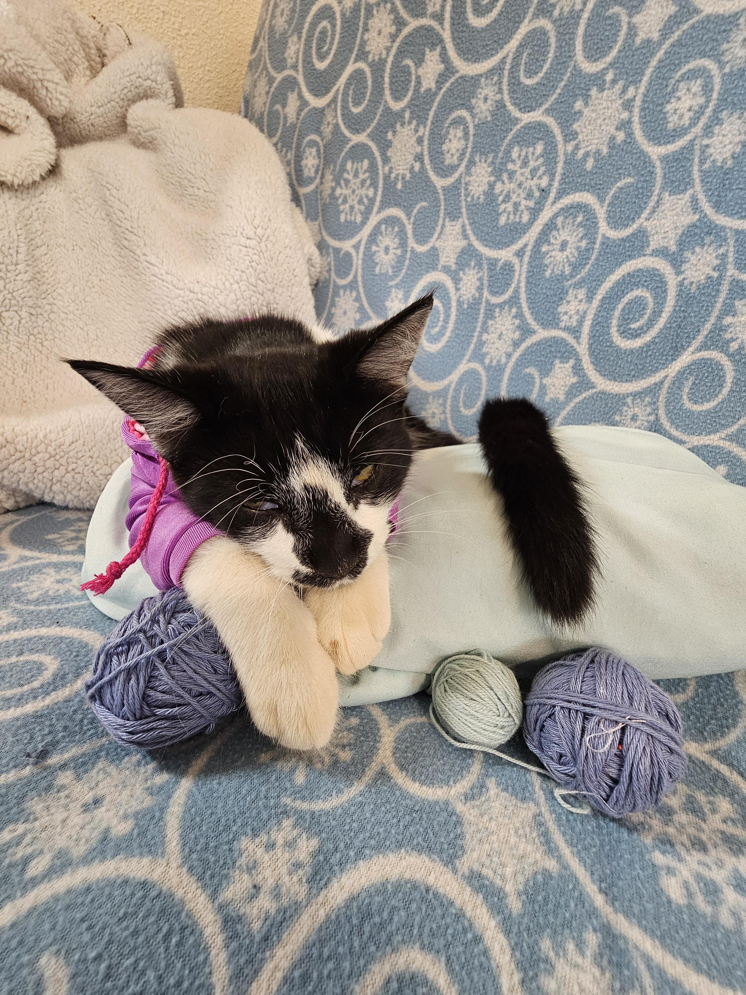 Little My, an adoptable mixed breed in coffeyville , KS image 3/5