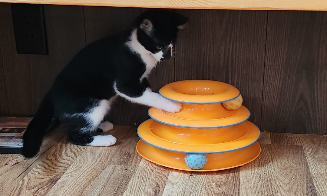 Little My, an adoptable mixed breed in coffeyville , KS image 5/5