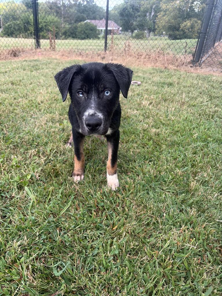Pup 5(Franke), Adoptable, Puppy Male Mixed Breed.