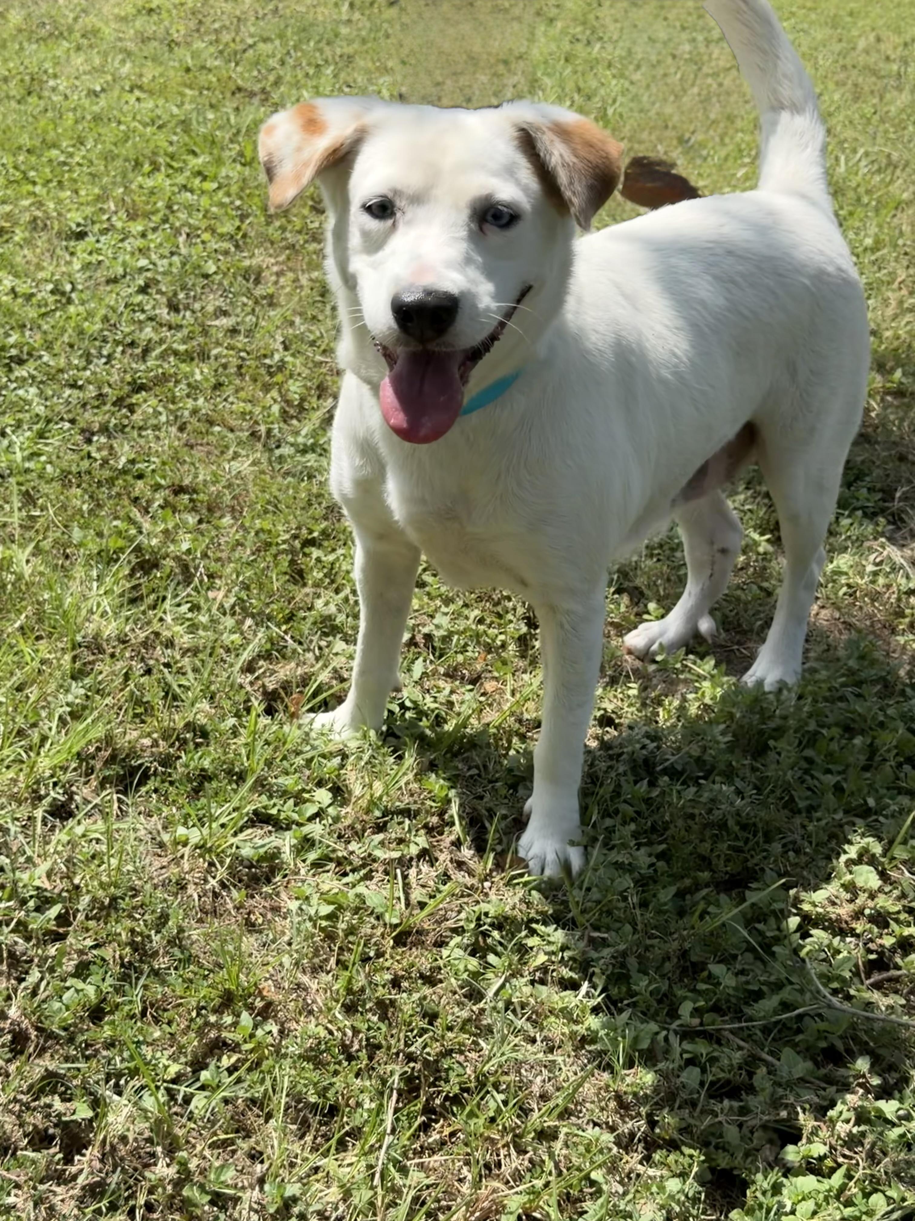 Enlarge Barbie, a Adoptable mixed breed in Conroe, TX image 3/4