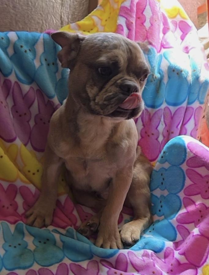 Chocolate Merle frenchie pup, adopted, Puppy Male French Bulldog.
