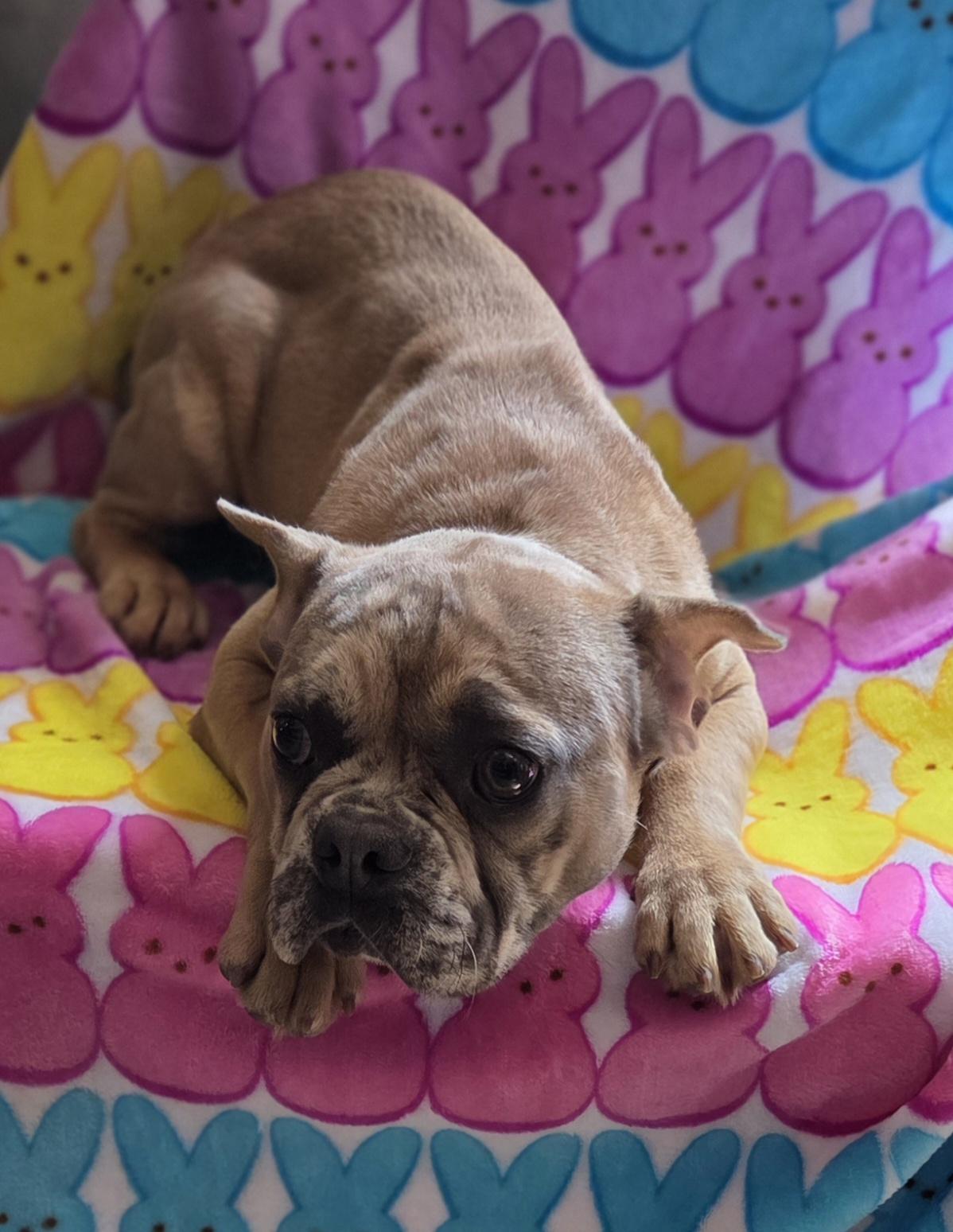 Enlarge Chocolate Merle frenchie pup, an adopted French Bulldog in Woodsfield, OH image 3/3