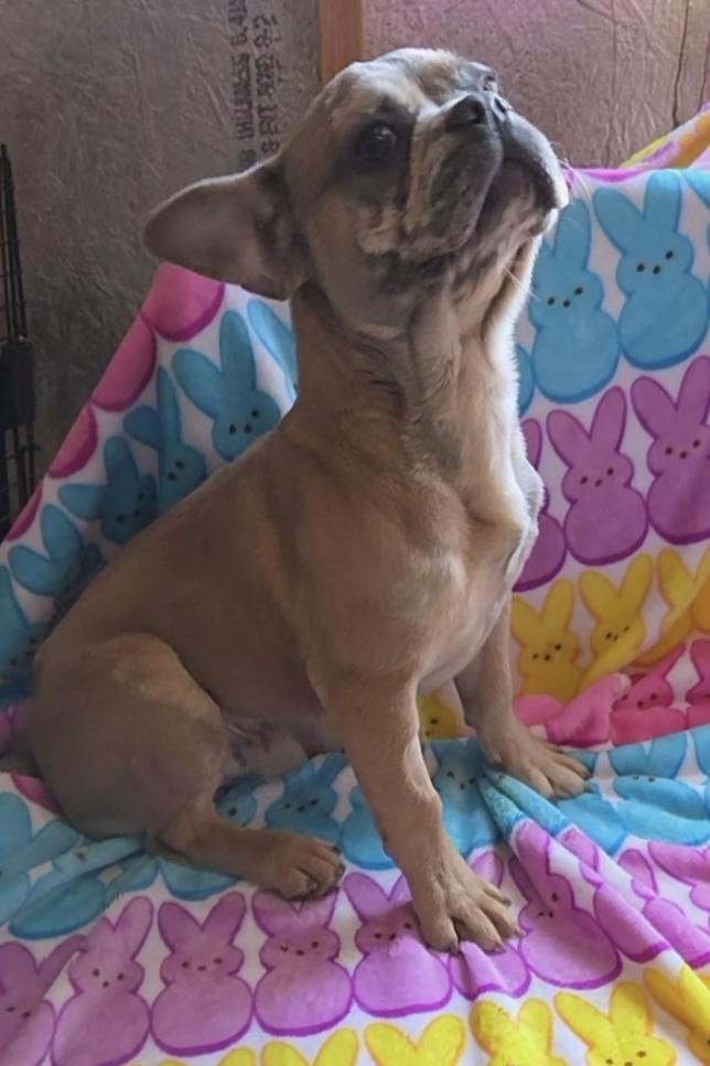 Enlarge Chocolate Merle frenchie pup, an adopted French Bulldog in Woodsfield, OH image 2/3