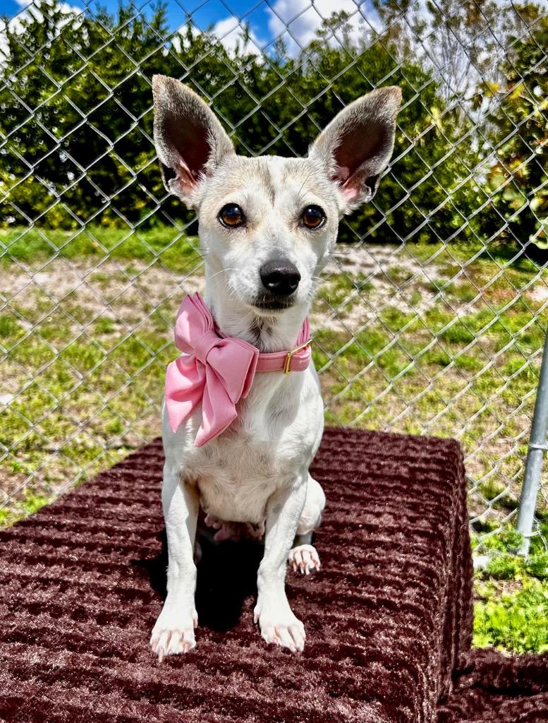 Harlow, Adoptable, Young Female Chihuahua & Dachshund.