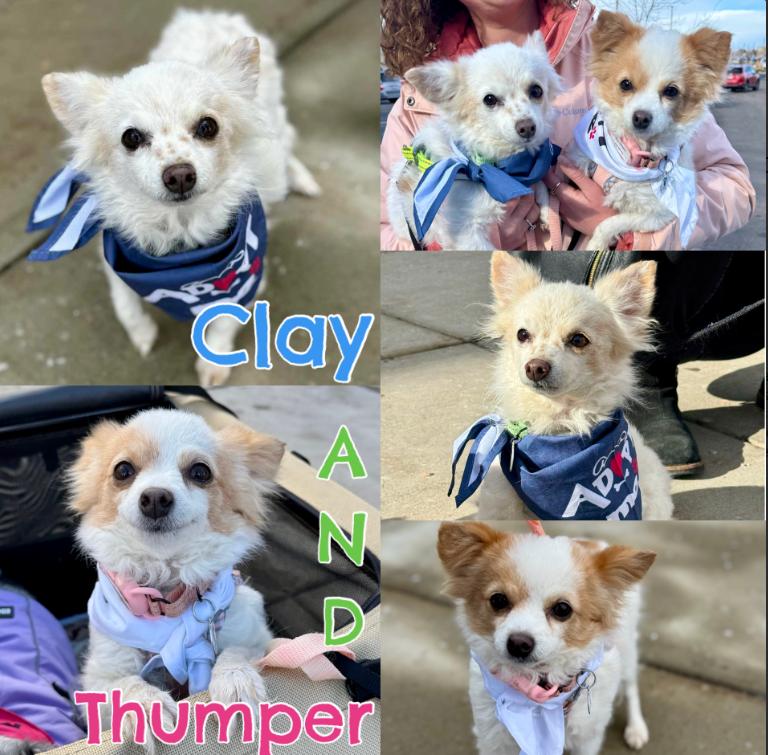 Enlarge Clay & Thumper, a Adoptable mixed breed in Mead, CO image 1/2