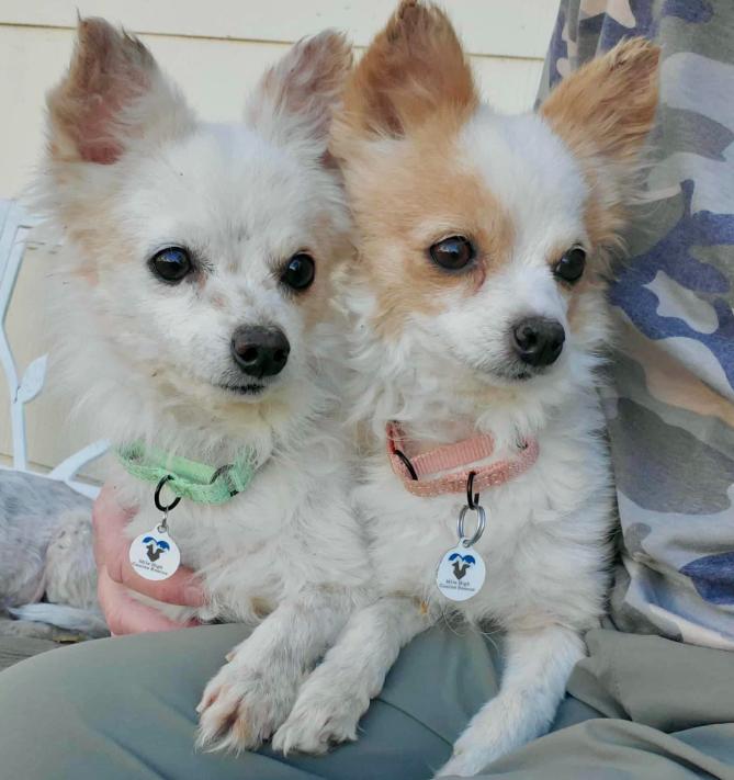 Clay & Thumper, Adoptable, Adult Male Chihuahua & Pomeranian.