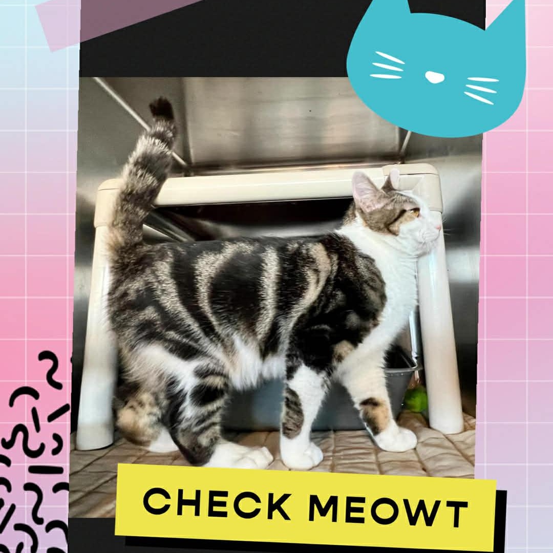 Honey, an adopted Domestic Short Hair in Myrtle Beach, SC image 1/4