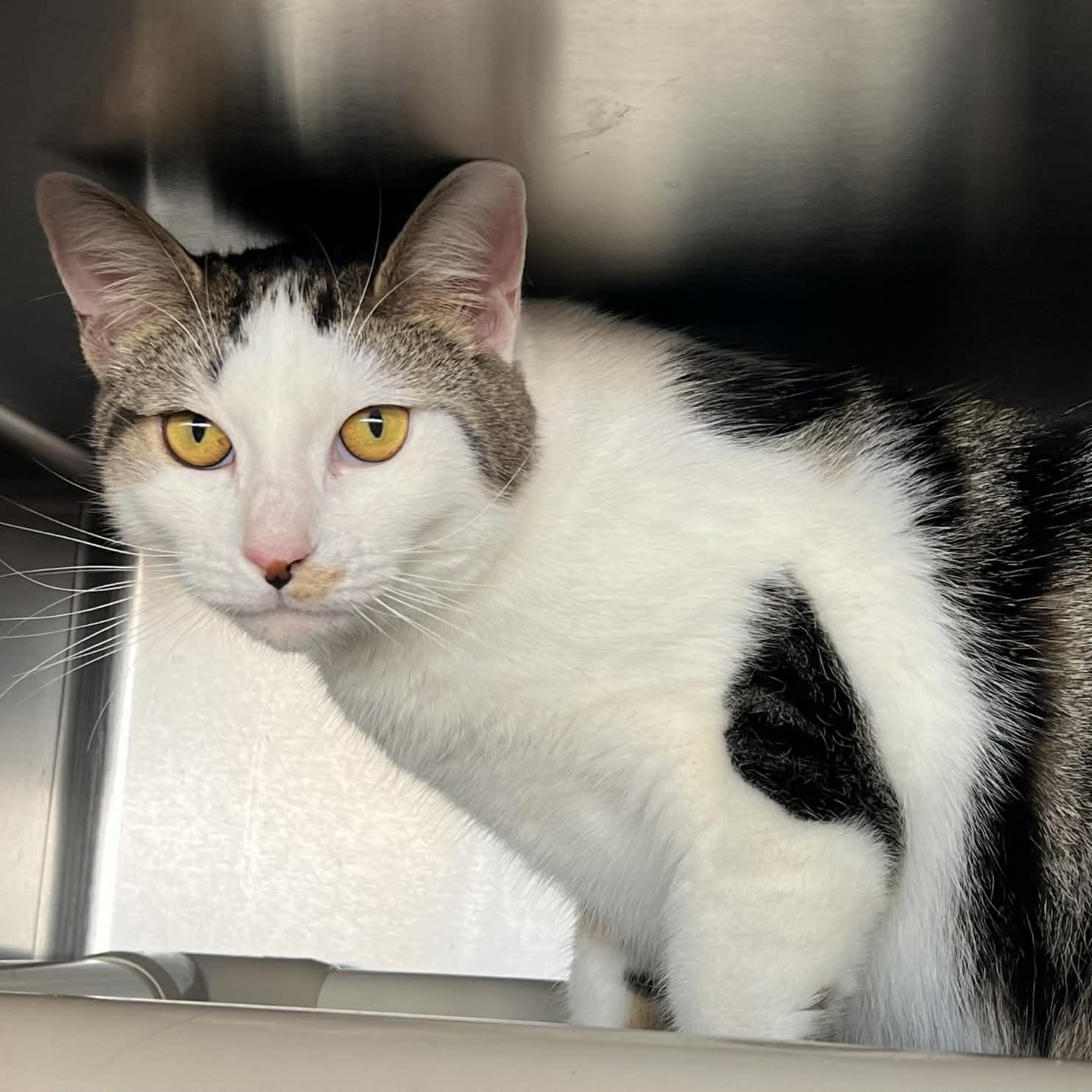 Honey, an adopted Domestic Short Hair in Myrtle Beach, SC image 4/4