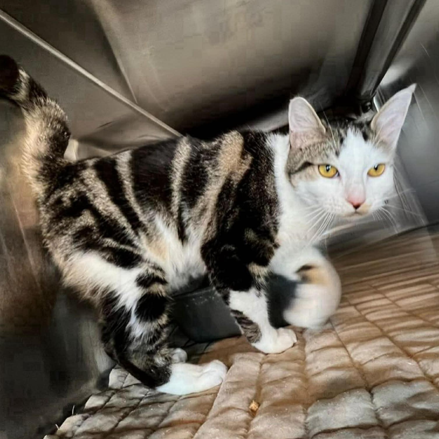 Honey, an adopted Domestic Short Hair in Myrtle Beach, SC image 3/4