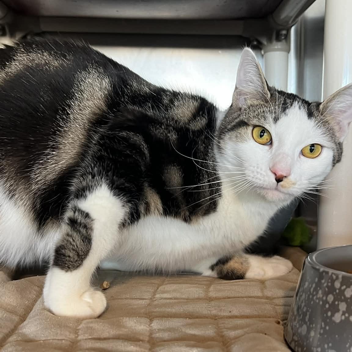 Honey, an adopted Domestic Short Hair in Myrtle Beach, SC image 2/4