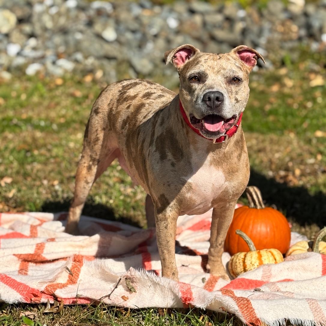 Luna, Adoptable, Adult Female Pit Bull Terrier.