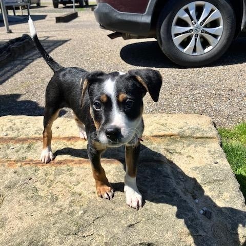 BUTTON 115-26, adopted, Puppy Female Beagle.