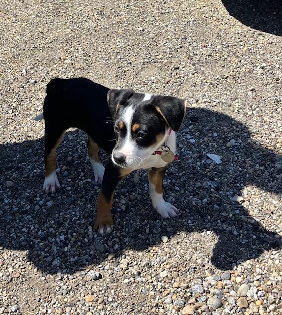 BUTTON 115-26, an adopted mixed breed in Cambridge, OH image 3/3