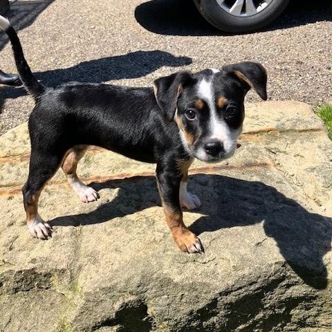 BUTTON 115-26, an adopted mixed breed in Cambridge, OH image 2/3
