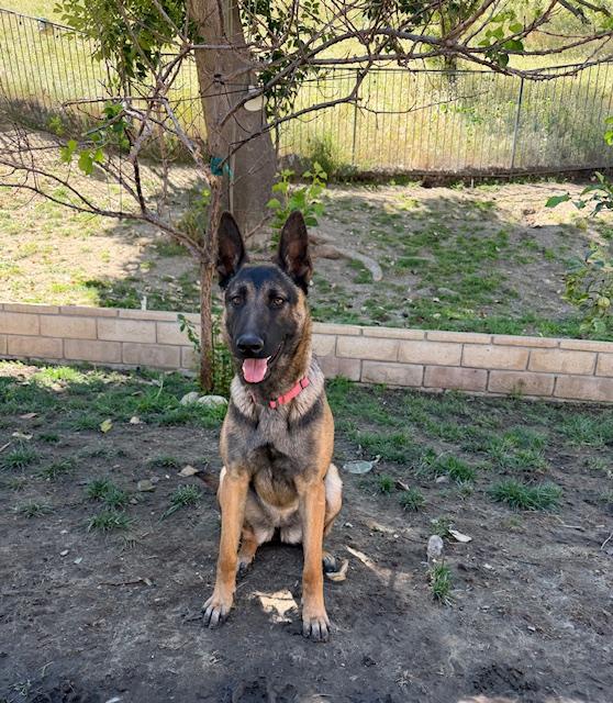 Boo, ADOPTABLE, Puppy Female Belgian Shepherd / Malinois.