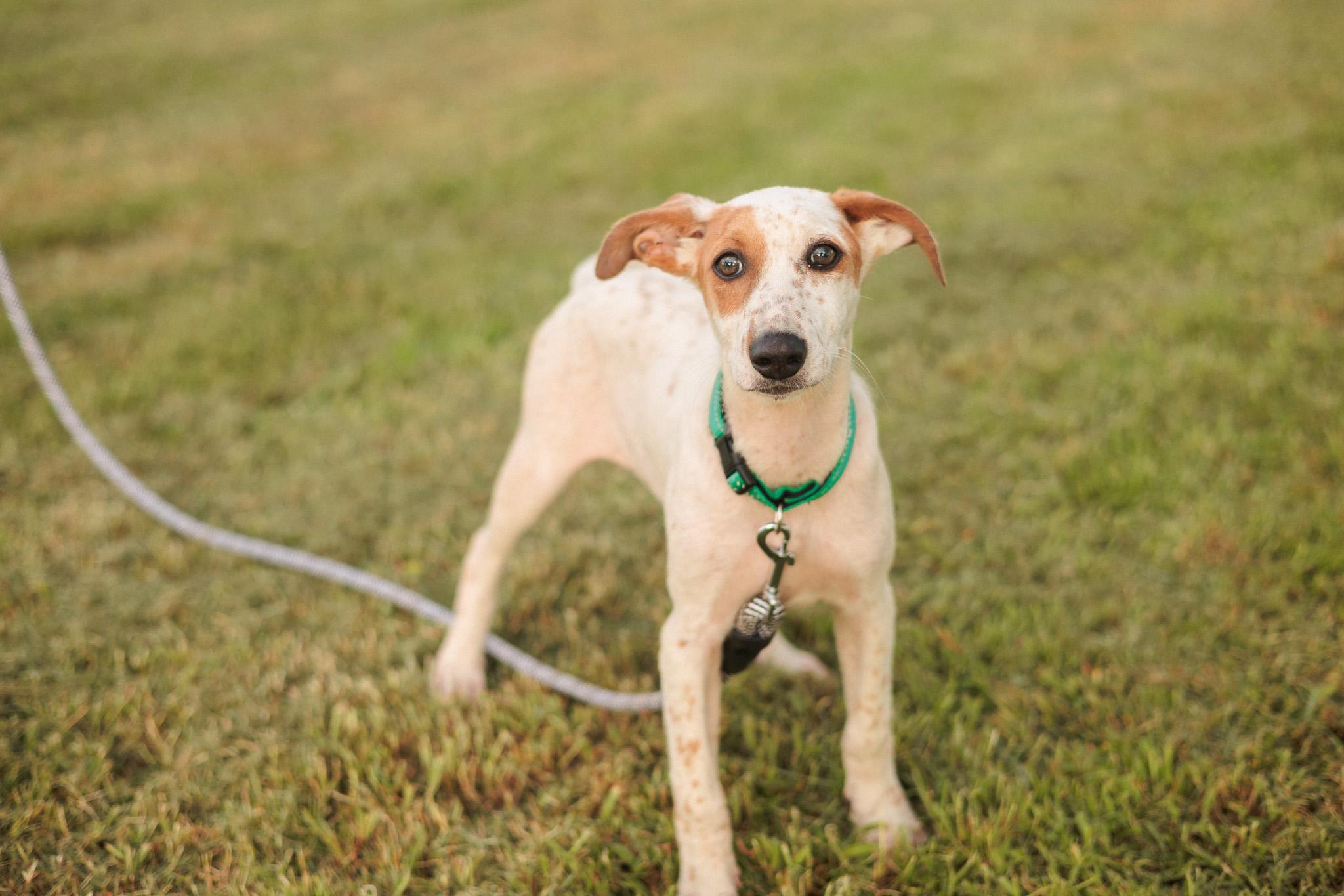 Hazelnut thumbnail 3