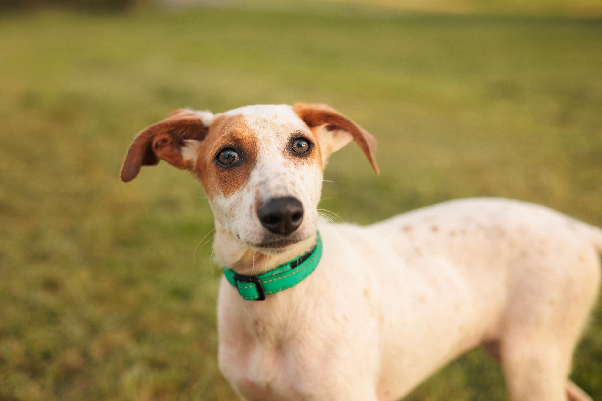 Hazelnut thumbnail 4