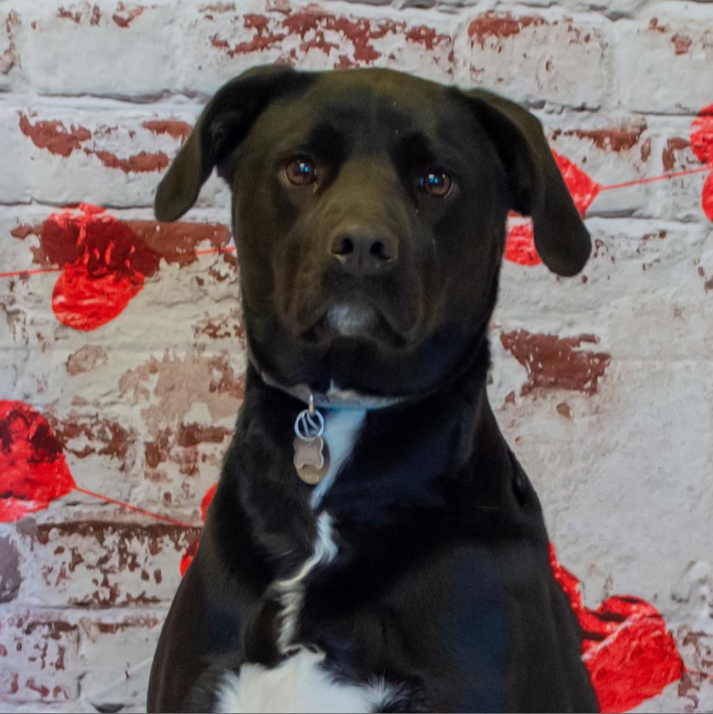 Selah, Adoptable, Adult Female Labrador Retriever.