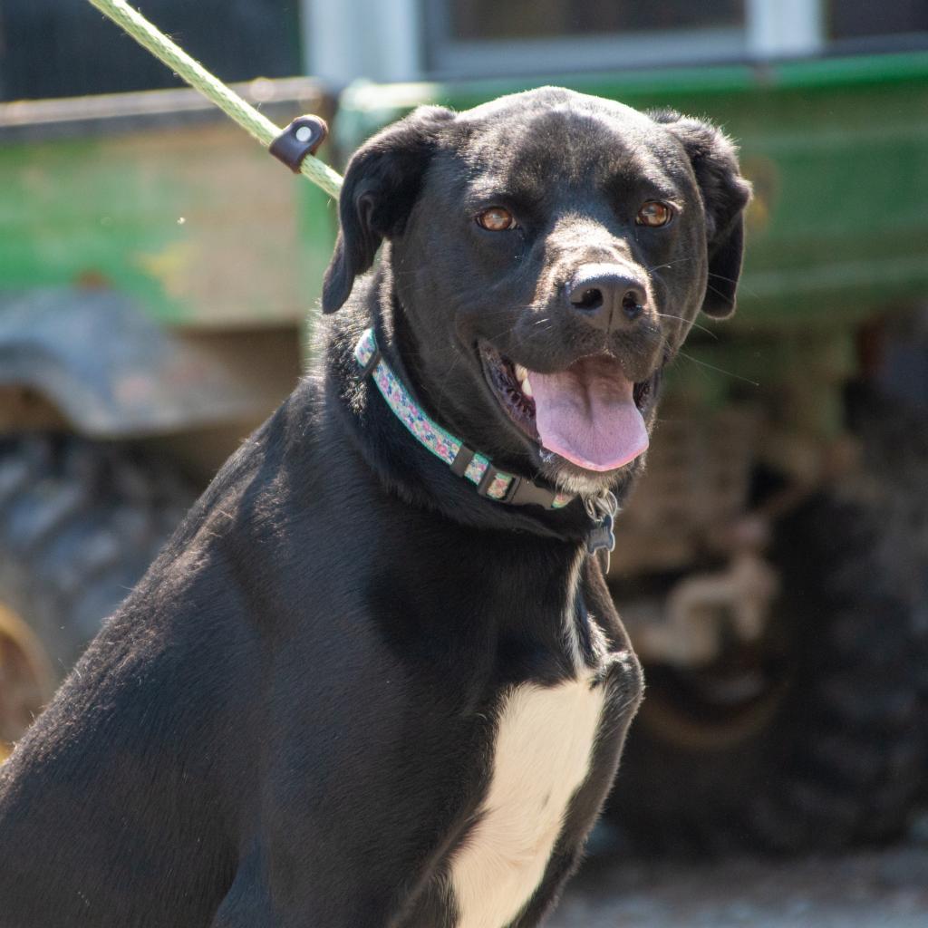 Selah, a Adoptable mixed breed in Middletown, NY image 3/6