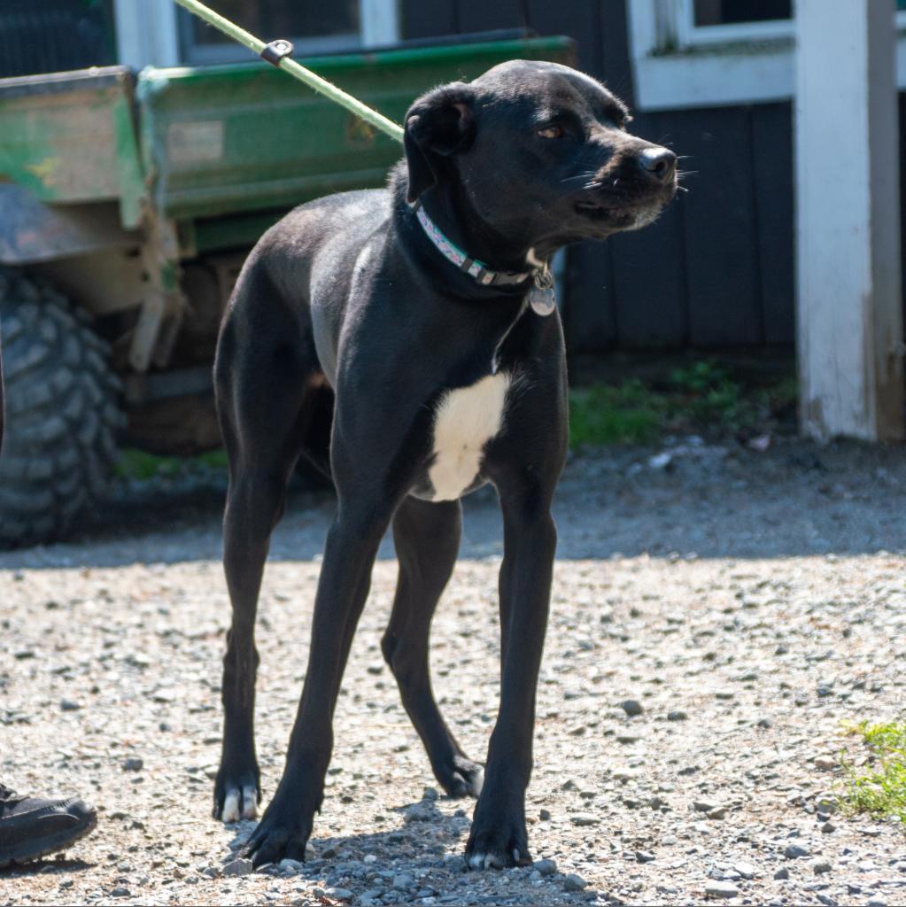 Selah, a Adoptable mixed breed in Middletown, NY image 4/6